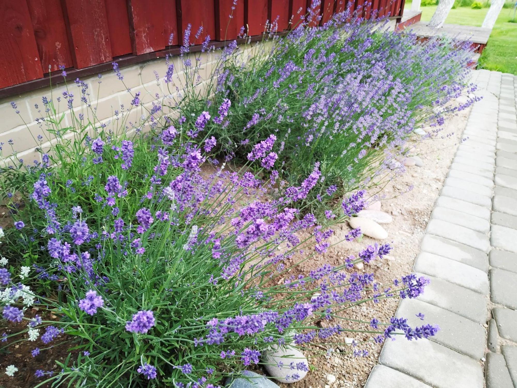 9 Min From Palanga! Luxury House On The River And Sauna Kretinga Eksteriør billede